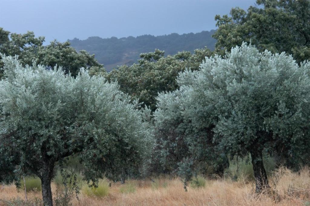 Quinta Da Saimeira Marvão Esterno foto